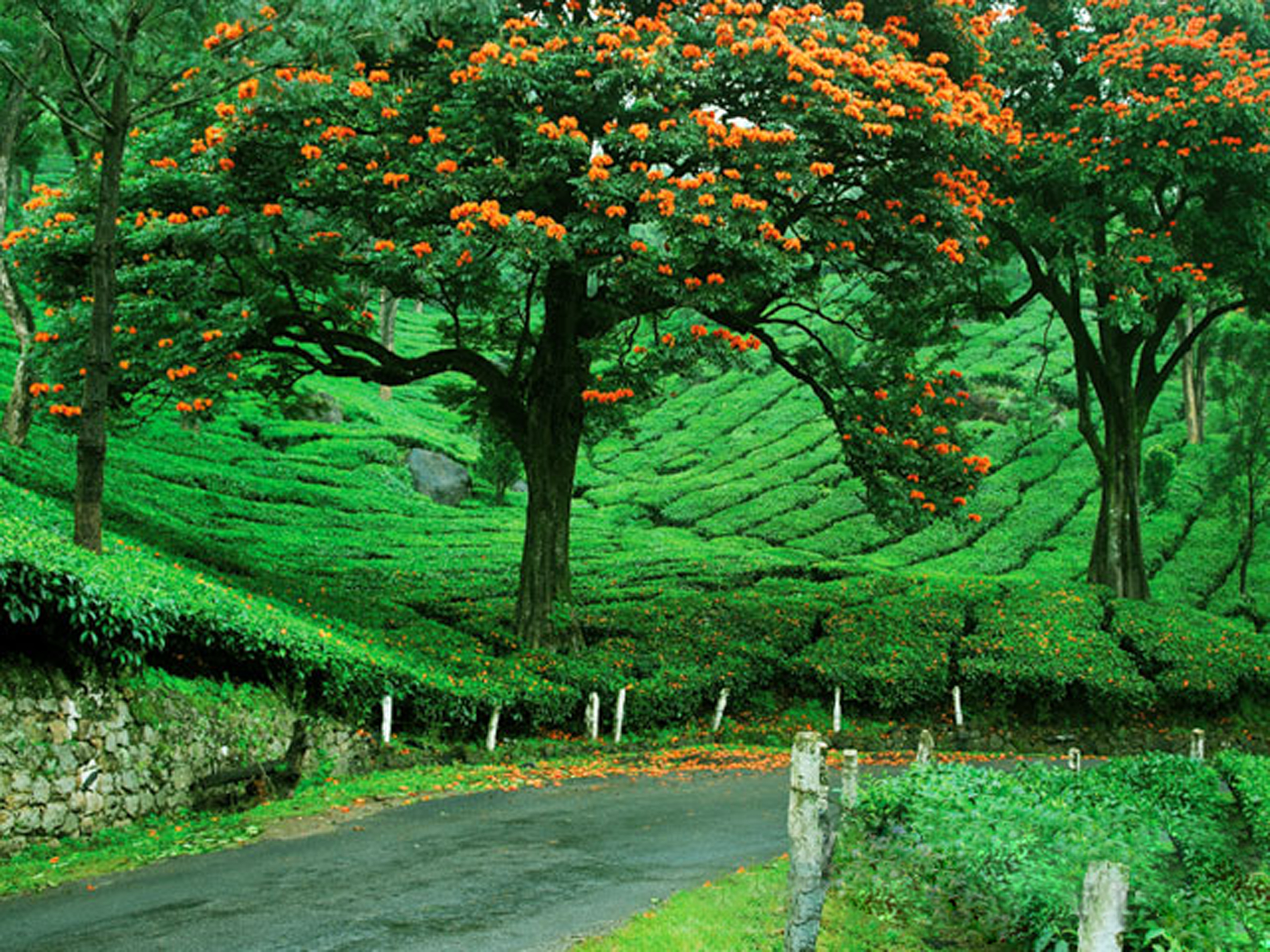 Munnar-Thekkady-Kumarakom Tour Package